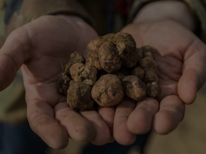 Truffle Hunt & Wine Lunch